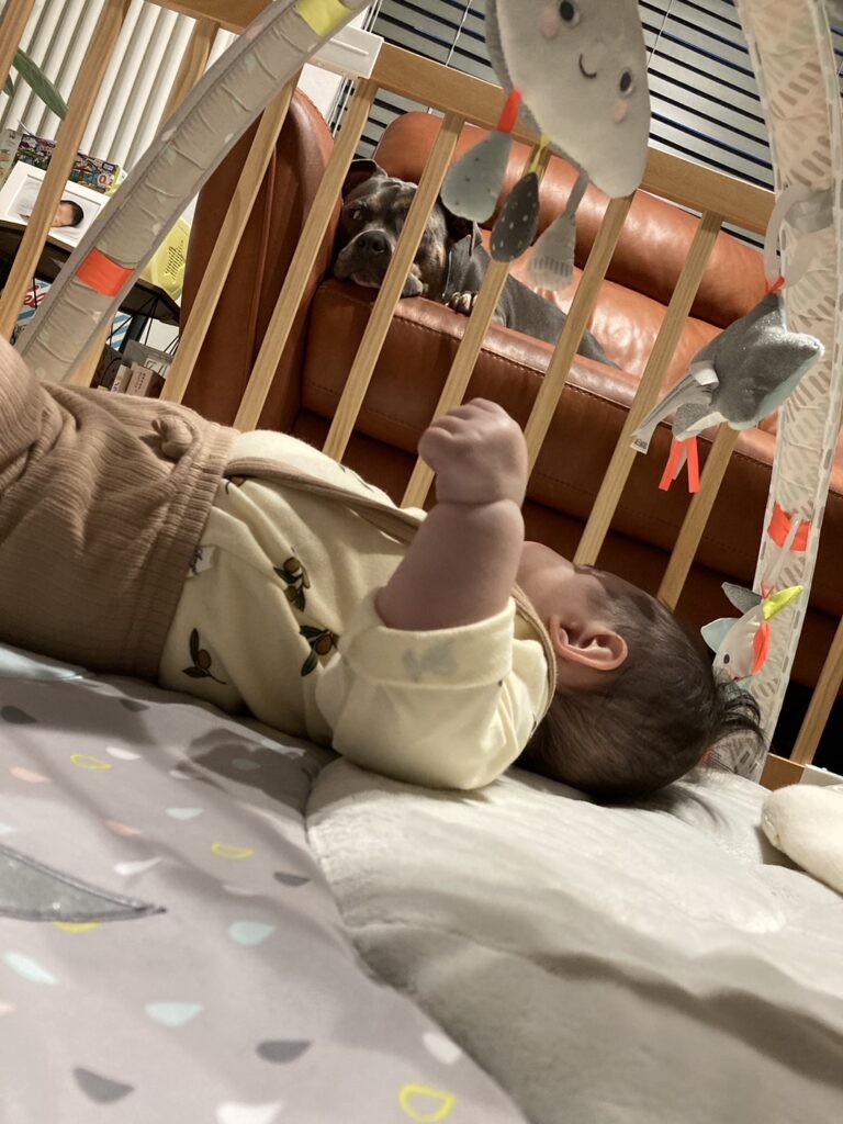 あかちゃんと犬