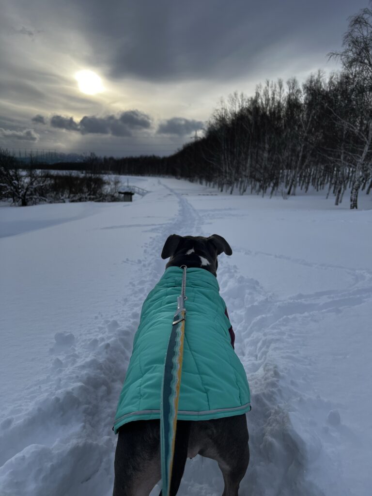 雪と犬