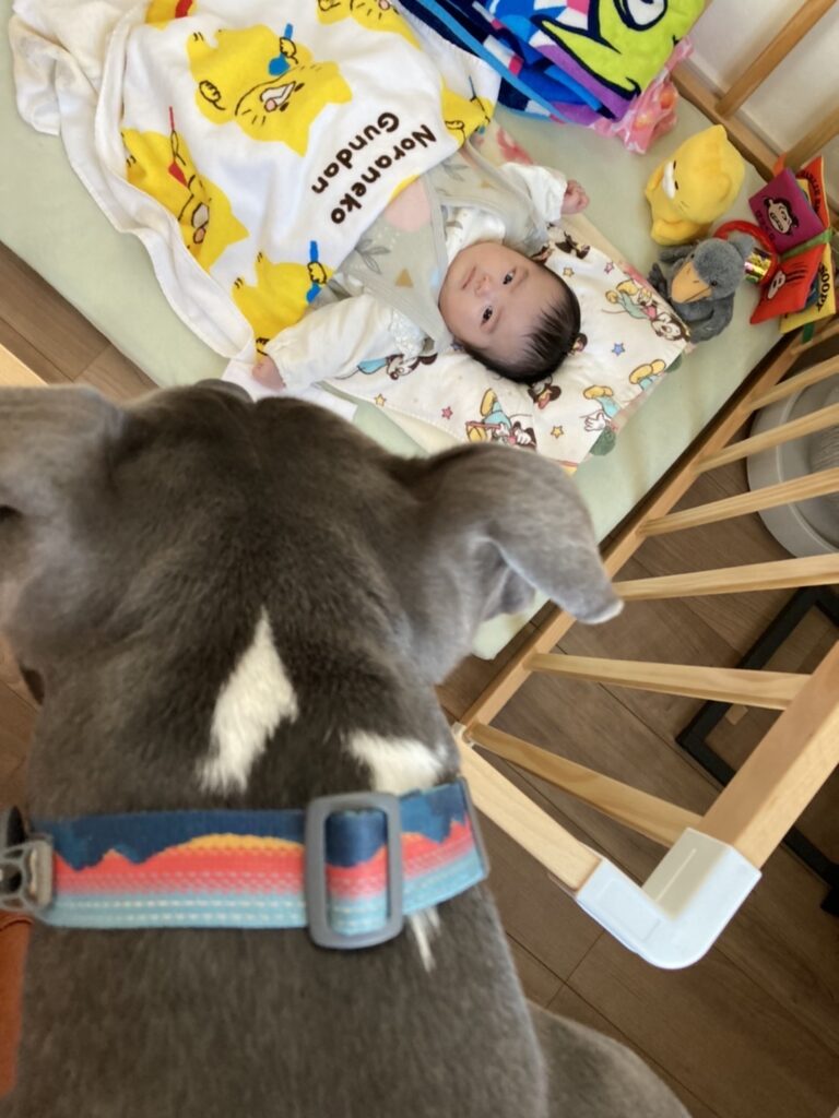 あかちゃんと犬