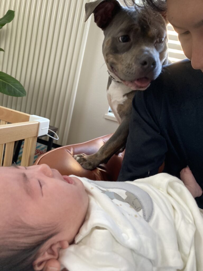 あかちゃんと犬
