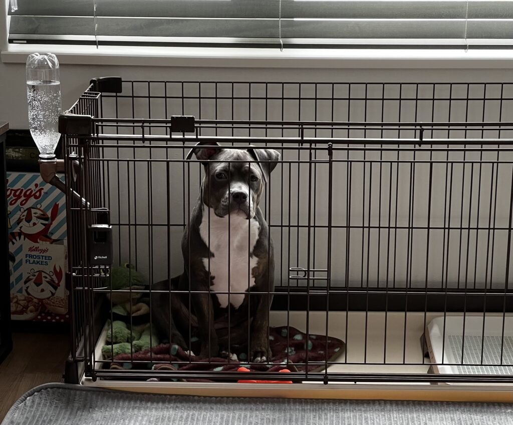 ケージにいる犬